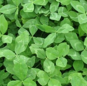 3 Tips for Growing the Best Clover Plot