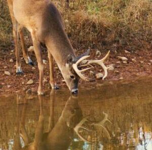 What Your Deer Need Most