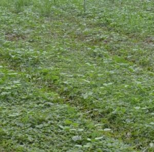 Pigweed. The food plot weed nightmares are made of…