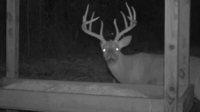 How to Tail Cameras Work for Deer Managers