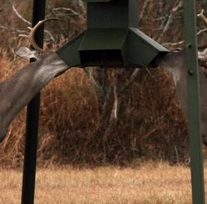 Supplemental Feeding Deer: What Are The Advantages?