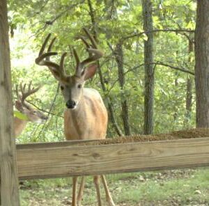 5 Reasons Supplemental Feed Should Be A Part Of Your Whitetail Management Plan