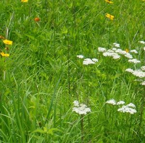 Wildflowers: 6 Improvements To Your Hunting Property