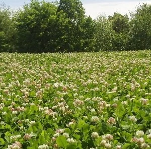 7 tips on keeping your food plots “weed free”