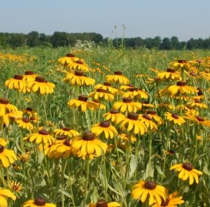 6 Ways Wildflowers Can Improve Your Hunting Property