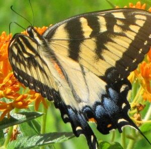 The Importance of Pollinators and How To Help