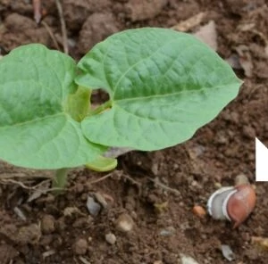 How Deep Should I Plant My Food Plot Seed?