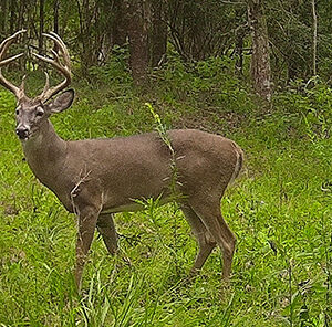 How to Set Up a Trail Camera for Deer
