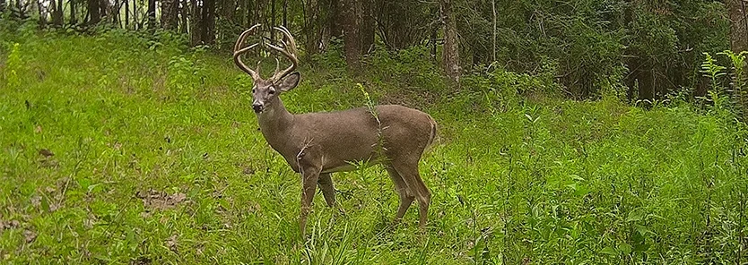 how-to-set-up-trail-camera-for-deer