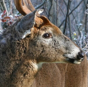 Managing For Whitetails: Love Thy Neighbor