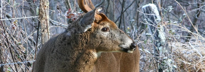 Managing For Whitetails