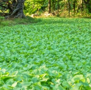 6 Tips For Weed Free Food Plots