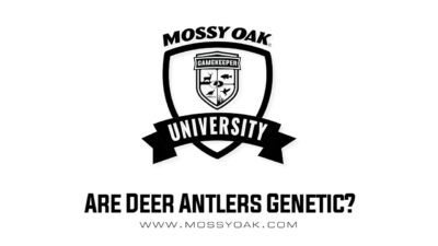 Are Deer Antlers Genetic?
