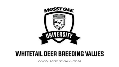 Whitetail deer breeding values