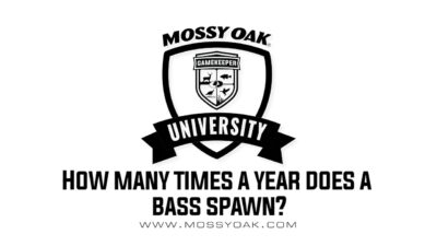 How many times a year does a bass spawn?