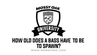 How old does a bass have to be to Spawn?