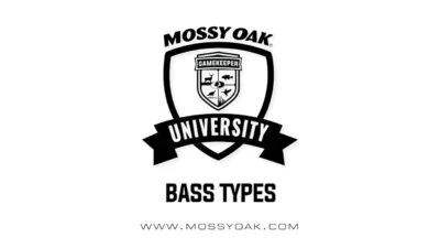 How many bass types are there?