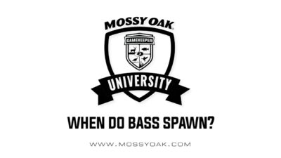 When do bass spawn?