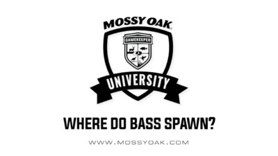 Where do bass spawn?