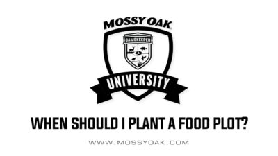 When should I plant a food plot?