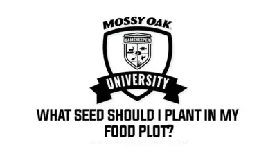 What seed should I plant in my food plot?