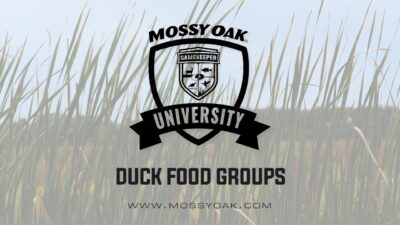 Duck Food Groups