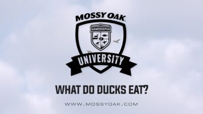 What do Ducks eat?