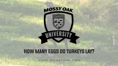 How many eggs do turkeys lay?