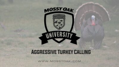 Aggressive Turkey Calling