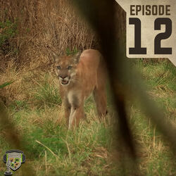 EP:12 | Southern Long Tailed Cat Part II