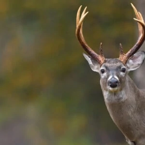Understanding Whitetail Deer Senses