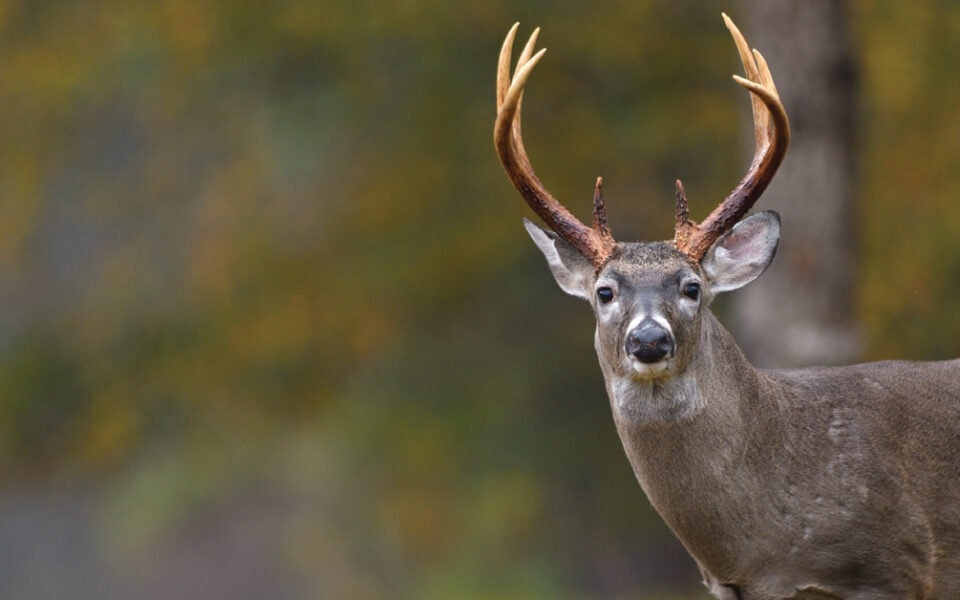Understanding Whitetail Deer Senses
