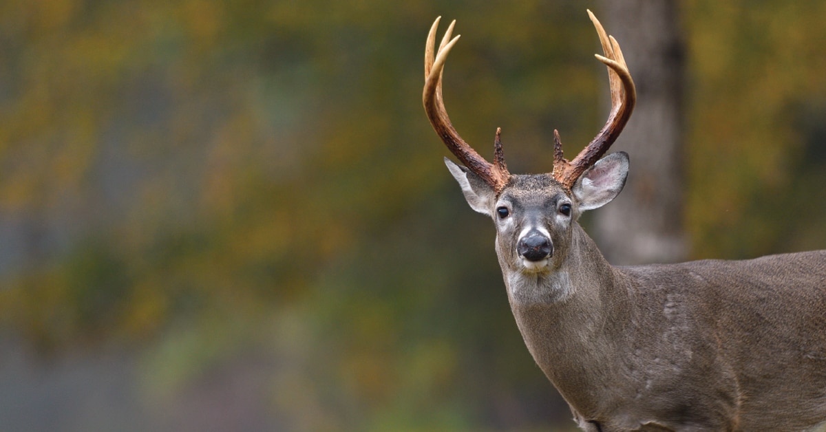 whitetail deer eyes