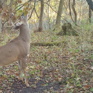Creating Mock Scrapes for Deer Hunting
