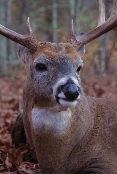 Understanding Whitetail Deer Senses | Mossy Oak Gamekeeper