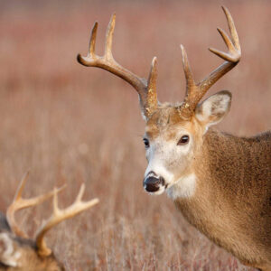 Mature Whitetail Bucks: Why Don’t I See More?