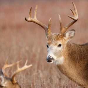 Mature Whitetail Bucks: Why Don’t I See More?