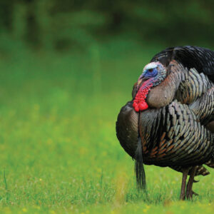 Wild Turkey Subspecies: Differences Between Each