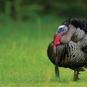 Wild Turkey Subspecies: Differences Between Each