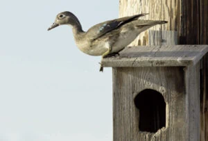 wood-duck-nesting-box-with-wood-duck