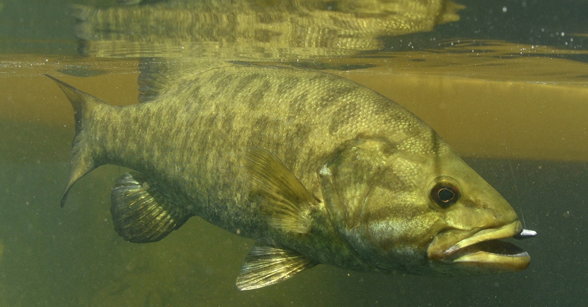 Smallmouth Bass: Are They Suited For Your Pond?