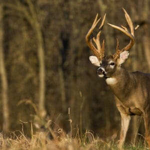 25 Ways To Improve Your Hunting Land
