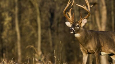 25 Ways To Improve Your Hunting Land
