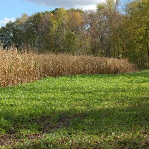 Broadcasting Corn in Your Food Plot