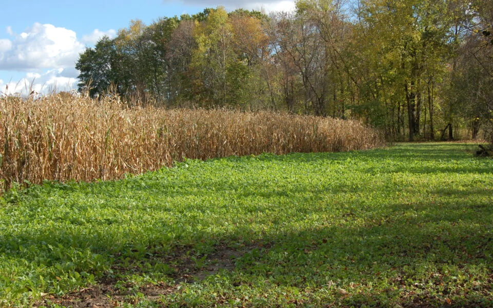 Food Plots