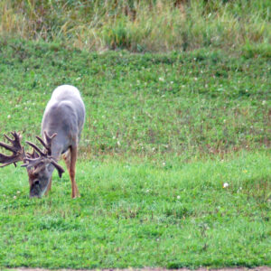 Growing Large Whitetails Anywhere