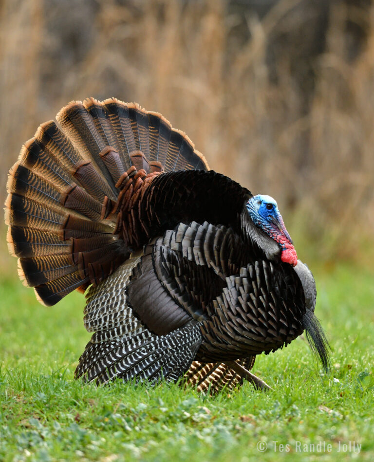 Breaking Down Wild Turkey Displays Why Turkeys Strut Mossy Oak