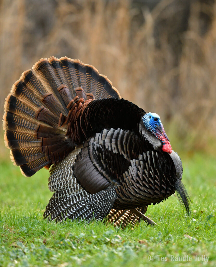 Three wild turkey gobblers display their tail feathers Fleece Blanket