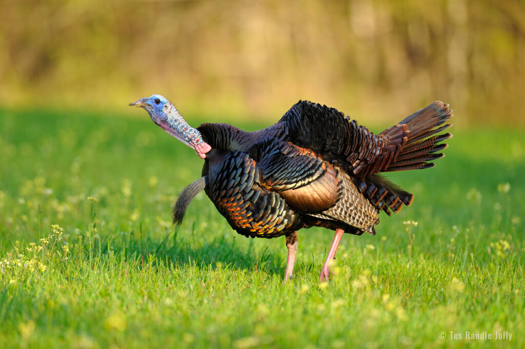 Gobbling Turkey