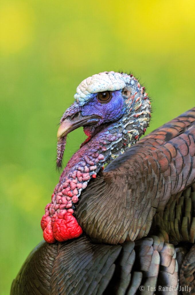 Three wild turkey gobblers display their tail feathers Fleece Blanket